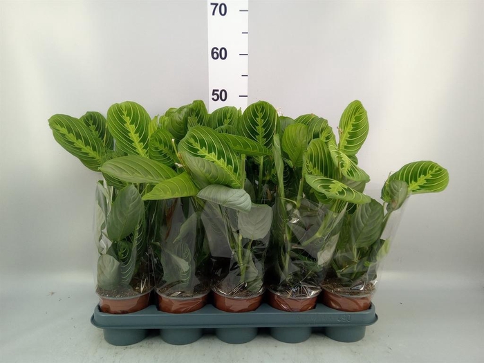 <h4>Maranta leuc. 'Lemon'</h4>