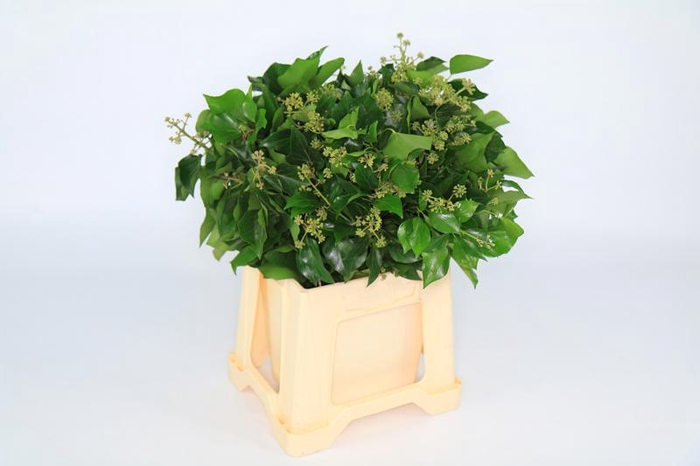 Hedera Bundle