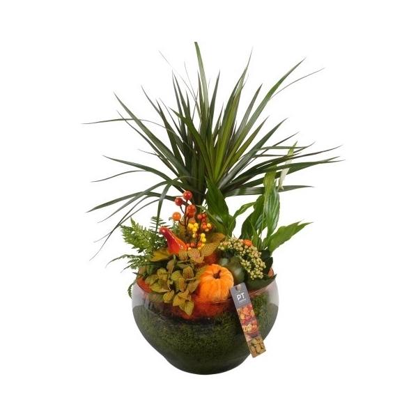 <h4>PTHG3407 Arrangement Autumn Glass in glas schaal</h4>