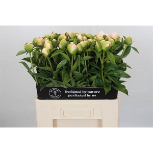 PAEONIA PRINCESS BRIDE*