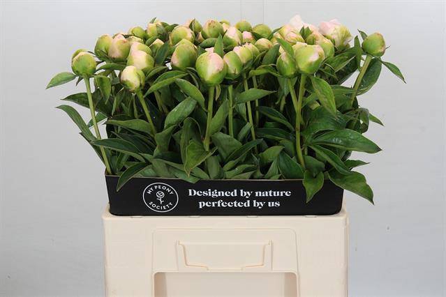 PAEONIA PRINCESS BRIDE*