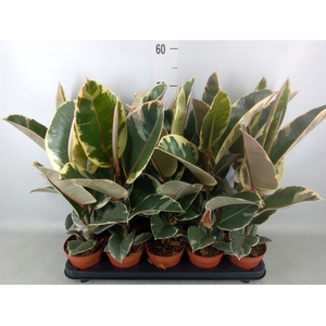 Ficus elastica 'Tineke'