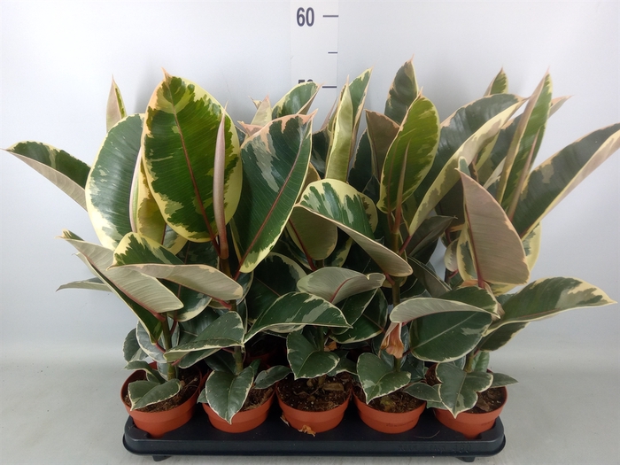 <h4>Ficus elastica 'Tineke'</h4>