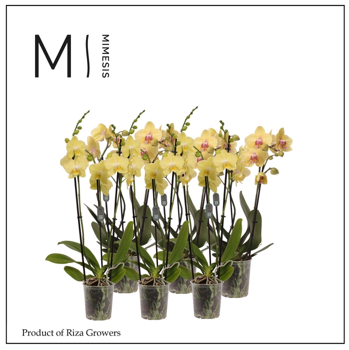 <h4>Phalaenopsis Multi Yellow 3 spike - 12cm | Mimesis</h4>