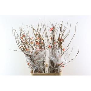 Chaenomeles X Superba