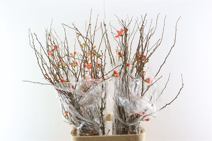 <h4>Chaenomeles X Superba Ca.120/130cm</h4>