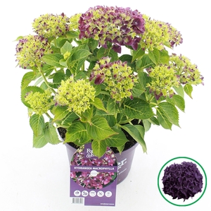 Hydrangea macrophylla overig
