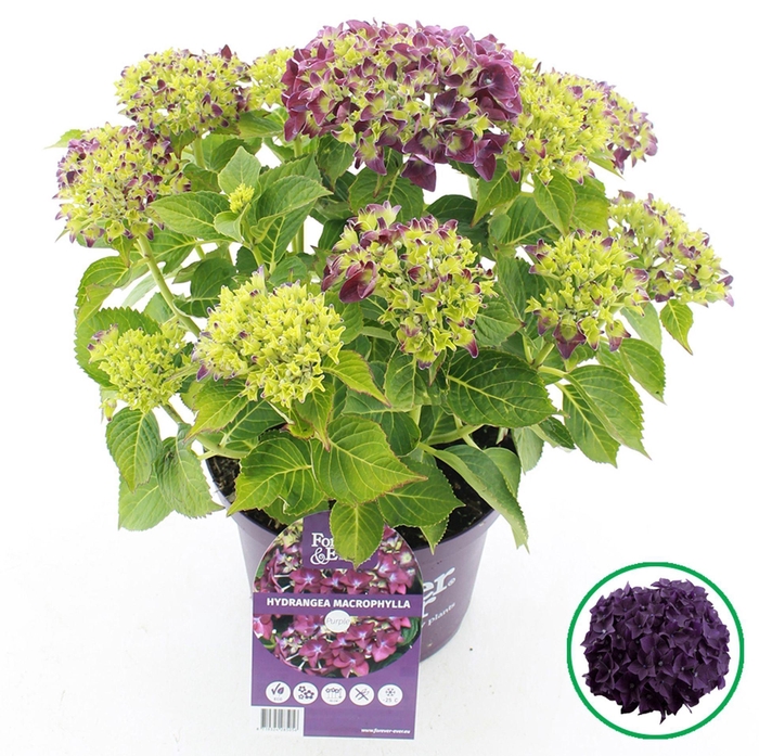 <h4>Hydrangea macrophylla overig</h4>
