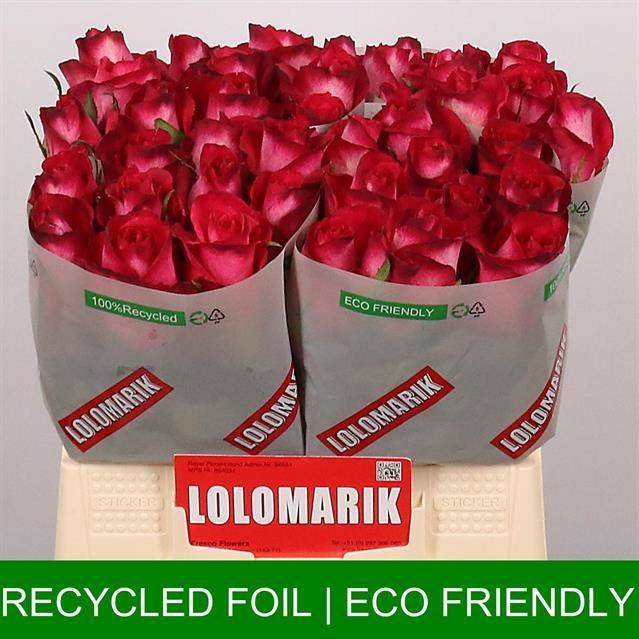 <h4>R Gr Nicoletta Extra Lolo</h4>