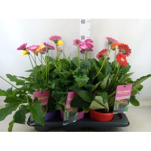 Gerbera  'Garvinea'   ...mix