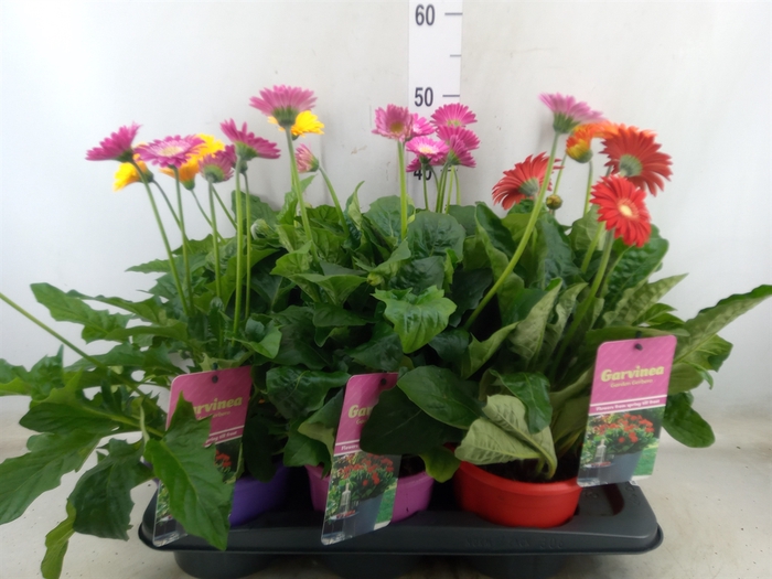 <h4>Gerbera  'Garvinea'   ...mix</h4>