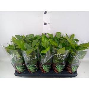 Coffea arabica