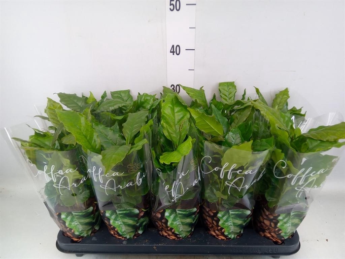 <h4>Coffea arabica</h4>