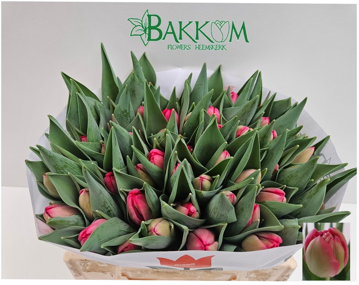 <h4>TU DU BELGRAVIA</h4>