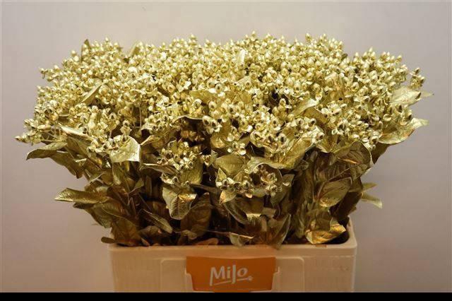 <h4>HYP OV KLB H%</h4>