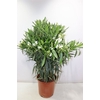 arr8 Nerium Oleander Ov