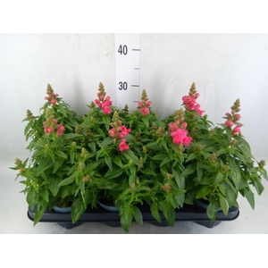 Antirrhinum majus   ...