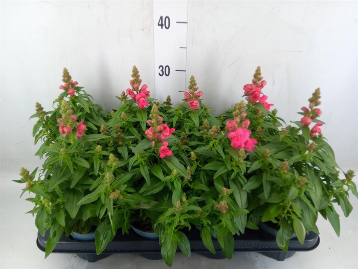 <h4>Antirrhinum majus   ...</h4>