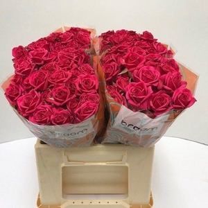 Rosa TR 'Quincy' BRAAM