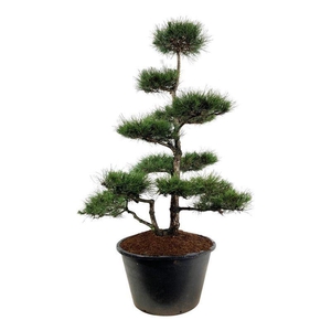 Pinus nigra nigra