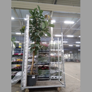 Ficus elastica 'Robusta'