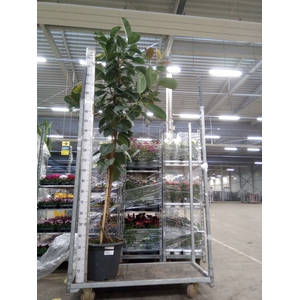 Ficus elastica 'Robusta'