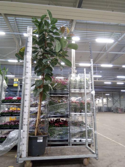 <h4>Ficus elastica 'Robusta'</h4>