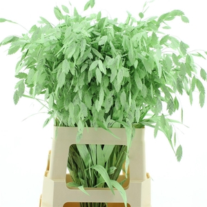 Chasmantium Klb Mint Green