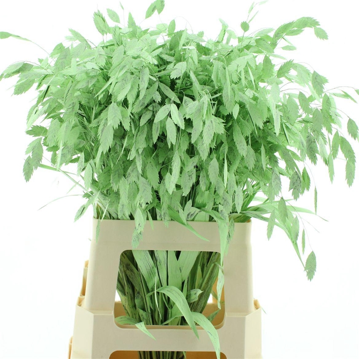 Chasmantium Klb Mint Green