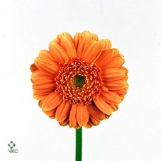 11605: Consideration terrarium