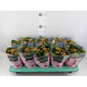 Kalanchoe blos. 'Serenity Apricot'