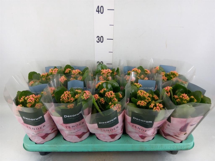 <h4>Kalanchoe blos. 'Serenity Apricot'</h4>