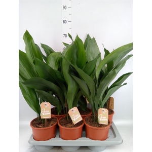 Aspidistra elat.