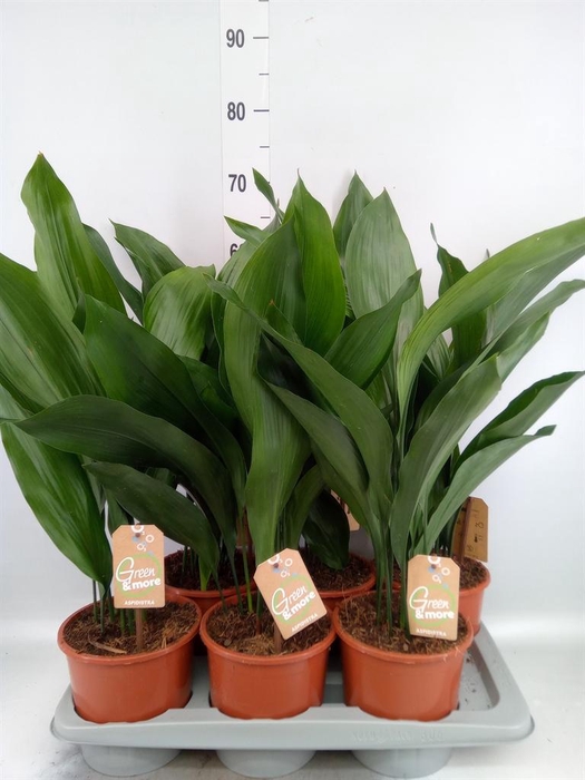 <h4>Aspidistra elat.</h4>