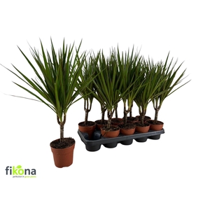 Dracaena Marginata