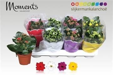 <h4>KAL GE GEM 4 KL</h4>