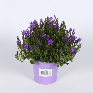 Campanula Amb. Int. Purple Ton sur Ton