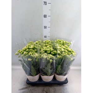 Kalanchoe  'Sunny White'