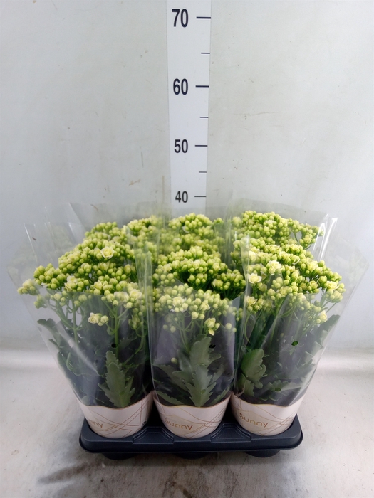 <h4>Kalanchoe  'Sunny White'</h4>
