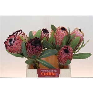 Protea Magnifica