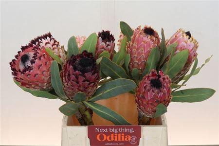 <h4>Protea Magnifica</h4>