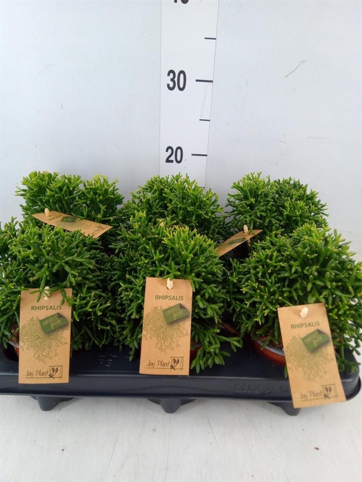 <h4>Rhipsalis   ...</h4>