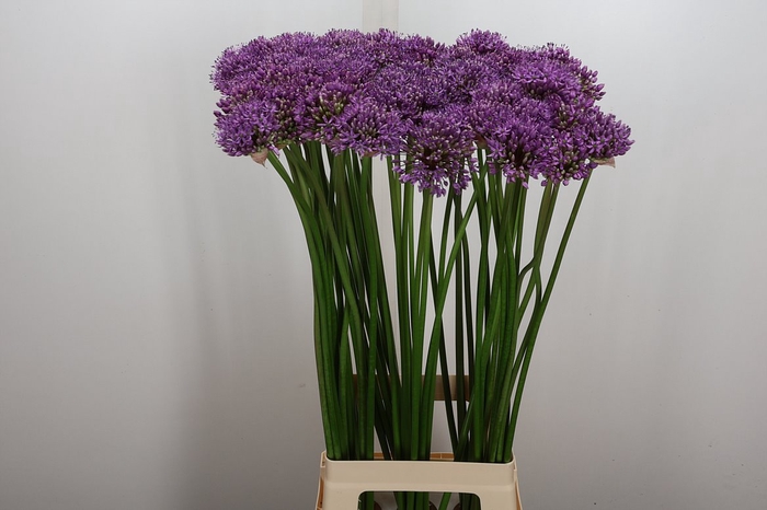 <h4>Allium Gladiator</h4>