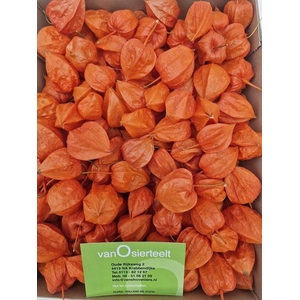 PHYSALIS LAMPION LOS