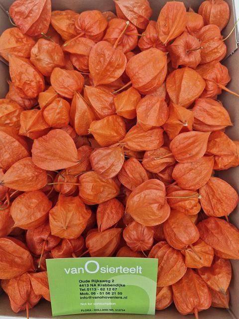 <h4>PHYSALIS LAMPION LOS</h4>