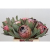 Protea Barbigera Air