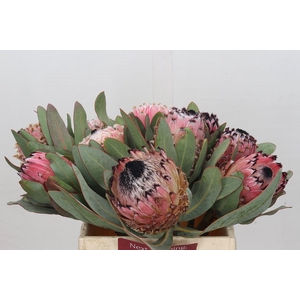 Protea Barbigera