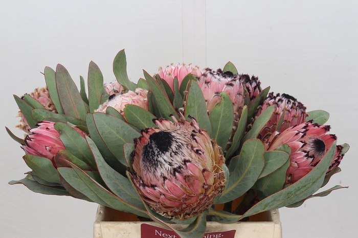 <h4>Protea Barbigera</h4>