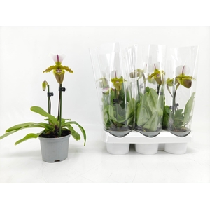 PAPH OV