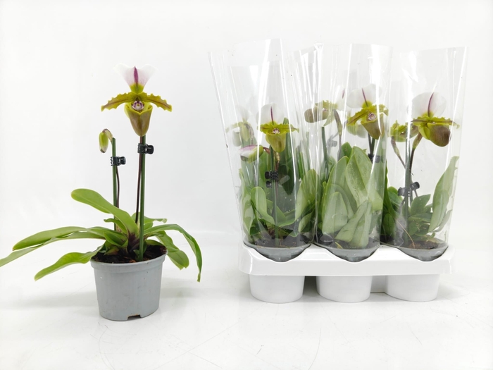 <h4>PAPHIOPEDILUM 1 TAK</h4>